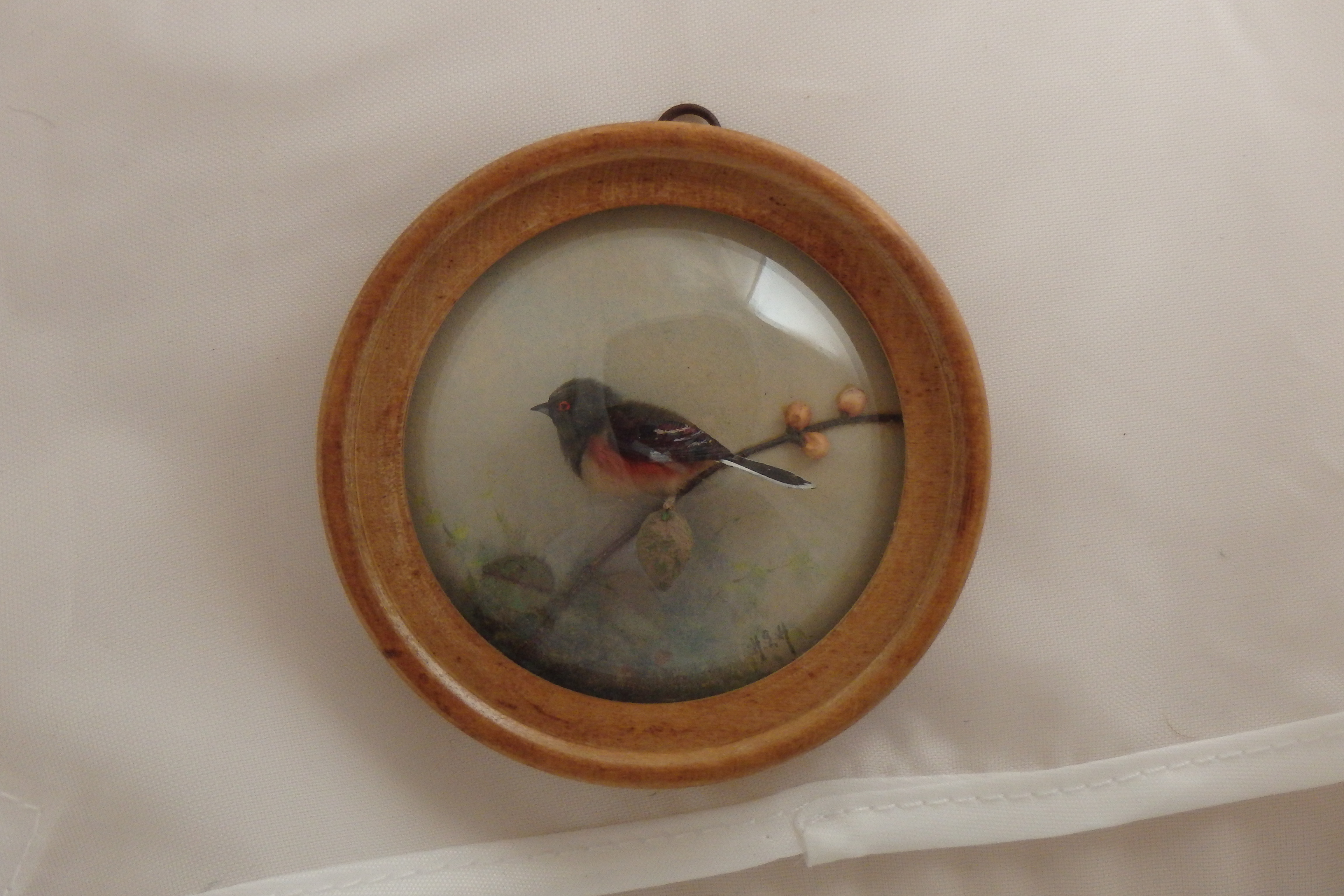 Eastern Towhee
